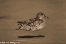 Duck Gliding GIF - Duck Gliding Fly GIFs