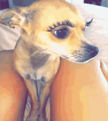 Chihuahua Lashes GIF - Chihuahua Lashes GIFs