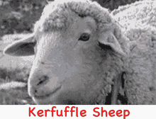 Kerfuffle Sheep Sheep Man GIF - Kerfuffle Sheep Sheep Man Funny Sheep GIFs