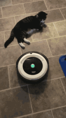 Cat Roomba GIF - Cat Roomba Funny GIFs