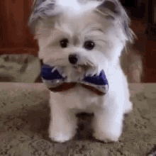 Sweet Pup Cute GIF - Sweet Pup Cute Dog GIFs