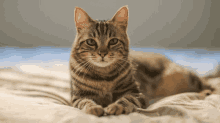 We Love The Cat In This Household We Love Cats GIF - We Love The Cat In This Household We Love Cats Love Cayts GIFs