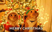 Santa Cat Elf Cat GIF - Santa Cat Elf Cat Suits GIFs