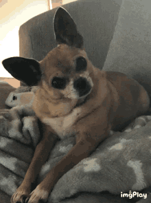 Confused Chihuahua GIF - Confused Chihuahua Cute GIFs