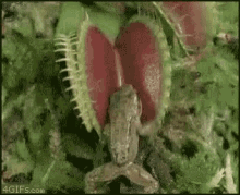 Frog Crawl GIF - Frog Crawl Venus Flytrap GIFs