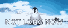 happy feet penguin happy dance mumble tap dancing happy feet penguin happy dance mumble tap dancing
