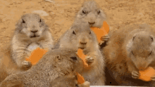 Marmotte GIF - Marmotte Eat GIFs