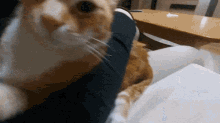 Czesiu Cat GIF - Czesiu Cat Orange Cat GIFs