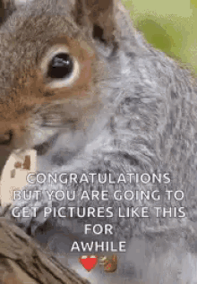 squirrel eat congratulations