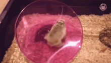 Hamster Hamster Wheel GIF - Hamster Hamster Wheel Exercise GIFs