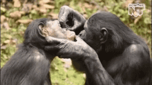 69876 Funny Animals GIF - 69876 Funny Animals Sniff GIFs