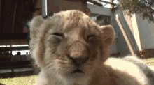 Lion Cub GIF - Lion Cub Sleepy GIFs