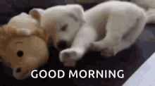 Doggy Puppy GIF - Doggy Puppy Morning Stretch GIFs