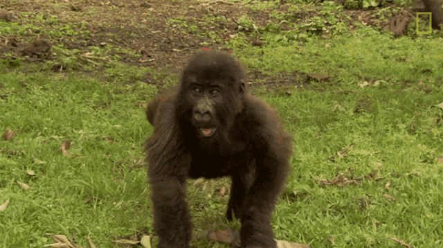 clapping-protecting-orphaned-gorillas.gif