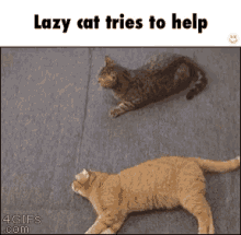 Lazy Cat Help GIF - Lazy Cat Help Trying GIFs