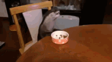 This Otter Has Better Table Manners Than I Do  GIF - Otter Eat Table GIFs