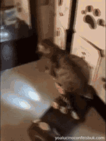 Cat Segway GIF - Cat Segway Cat On A Segway GIFs
