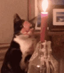 Cat Candle GIF - Cat Candle Fire GIFs