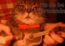 Cute Cats Cat Playing Guitar GIF - Cute Cats Cat Playing Guitar GIFs