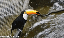 toucan bird drinking thristy