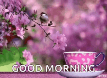 flower tea good morning pink plum blossoms