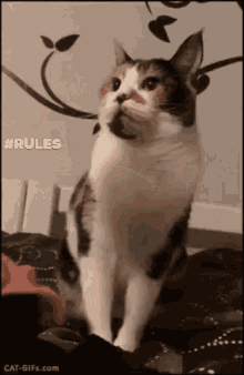 cat rules