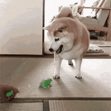 Frog Toys GIF - Frog Toys - Discover & Share GIFs