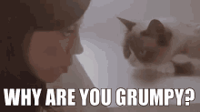 Why Are You Grumpy? - Grumpy Cat GIF - Grumpy Cat Tarder Sauce Tarder The Cat GIFs