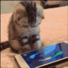 Cute Kitten GIF - Cute Kitten I Phone GIFs