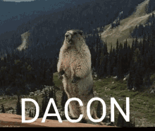 Fitzgerald Dacon GIF - Fitzgerald Dacon Beaver GIFs