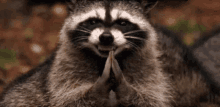 Vỗtay Raccoon GIF - Vỗtay Raccoon Planning GIFs