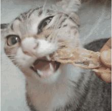 Cat Eating GIF - Cat Eating Fish Bone GIFs