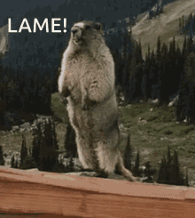 Lame Marmot Screaming Marmot GIF - Lame Marmot Lame Marmot GIFs