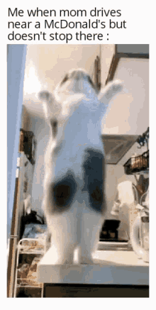 cat cat