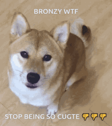 Bronzy Doge GIF - Bronzy Doge Shiba Inu GIFs