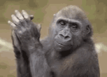 Monkey Aplauso GIF - Monkey Aplauso Plasplas GIFs