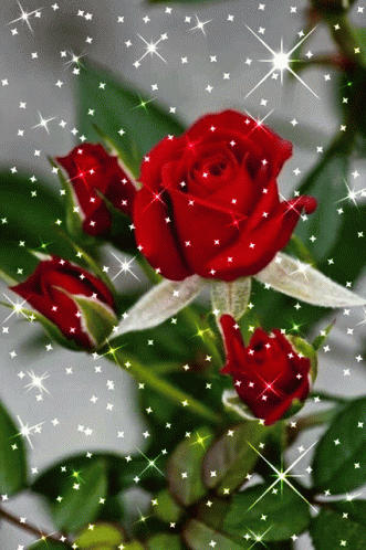 Roses Sparkle GIF - Roses Sparkle Red Rose - Discover & Share GIFs