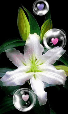 Heart Lily Pink White Lily GIF - Heart Lily Pink White Lily GIFs
