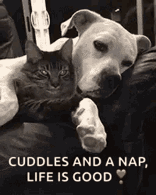 love cats dogs cuddle life is good
