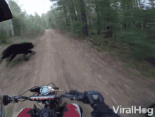 bear chase motorcycle nature trail viralhog