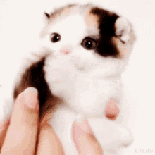 Kitten Bite GIF - Kitten Bite Nibble GIFs