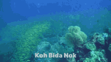 Yellow Snapper Scuba Diving GIF - Yellow Snapper Scuba Diving Krabi GIFs