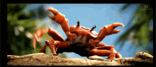 Crab Dancing GIF - Crab Dancing Crab Party GIFs
