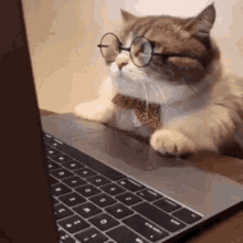 Gatinho Gato GIF - Gatinho Gato Gato E Computador GIFs