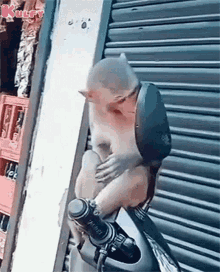 intha andhamga puttaventra monkey kothi animals gif intha andhamga puttaventra monkey kothi animals gif