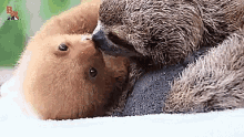 Sloths Kissing Sloths GIF - Sloths Kissing Sloths Animals GIFs
