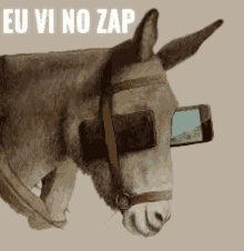 bolsominion burro donkey bolsonaro stf whatsapp zap tia do zap
