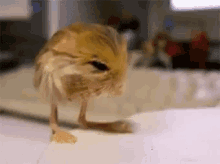 hiccups jerboa pygmy jerboa cute animal baby animal