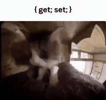 Get Set Cat GIF - Get Set Cat Get Real GIFs