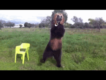 Pavel The Brown Bear Plays The Trumpet GIF - Pavel Bears Music GIFs